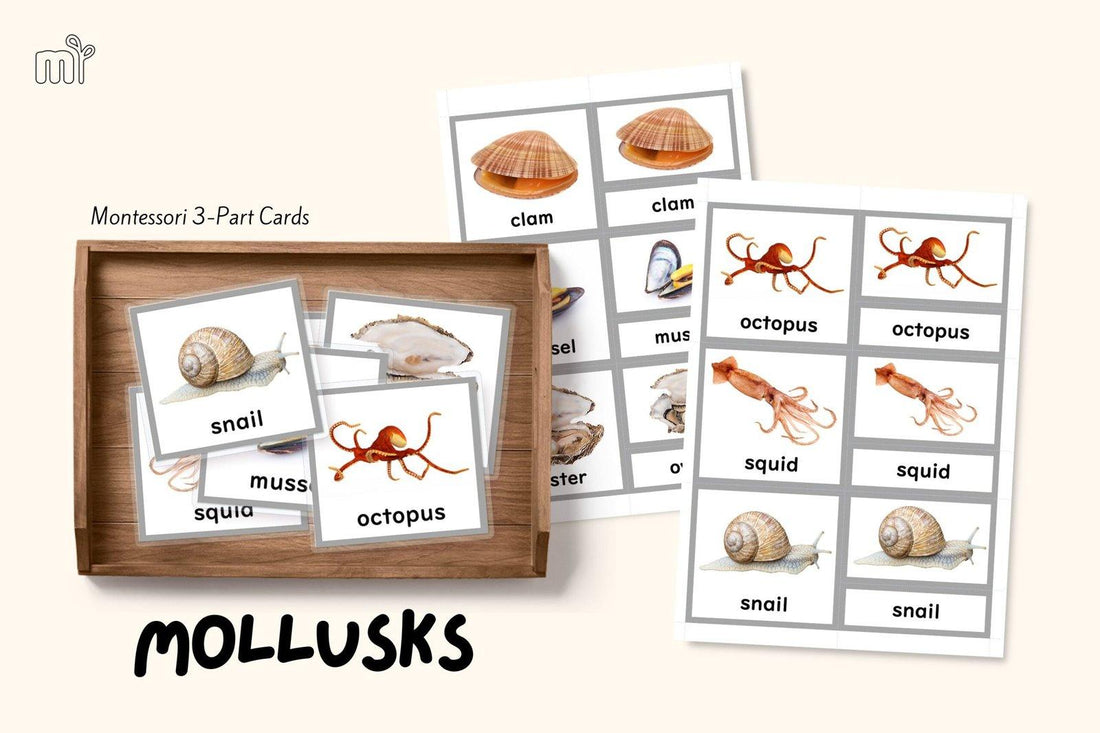 Montessori Lesson on Interesting Invertebrates with FREE 3-Part Cards - Hometessori