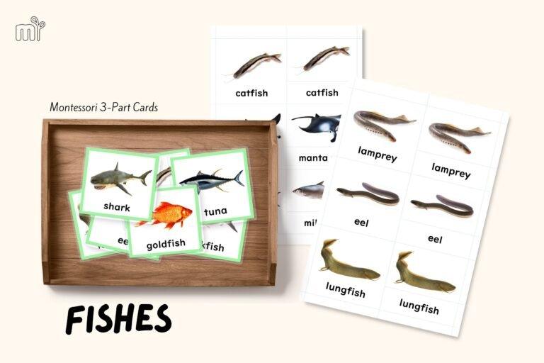 Montessori Nomenclature Cards of the Five Classes Of Vertebrates - Hometessori